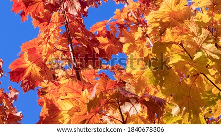 Colorful Autumn Leaves in the sun