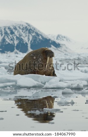 Atlantic walrus, Rosmarus rosmarus, on ice flows, Svalbard Norway