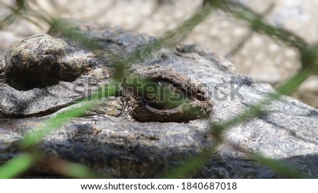 The green and black eyes of a black freshwater crocodile lying in the sun very close up.