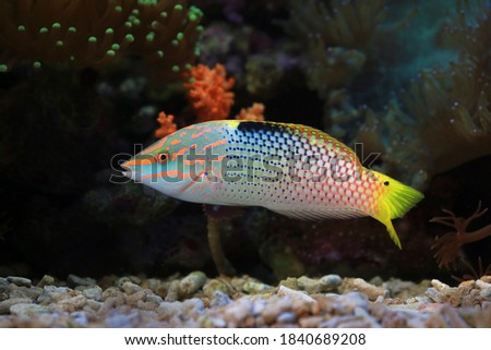 Colorful fish with yellow tail at coral reef