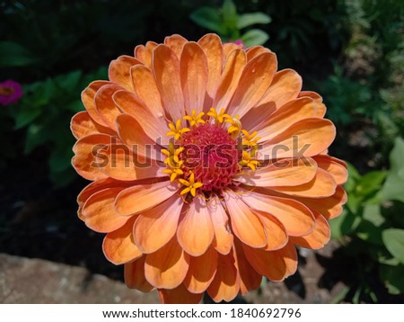 picture of profusion double deep salmon zinnia flower. lime orange color.