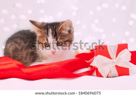 small cute kitten on a white background lies next to a red gift box and ribbon. Christmas, birthday, or February 14