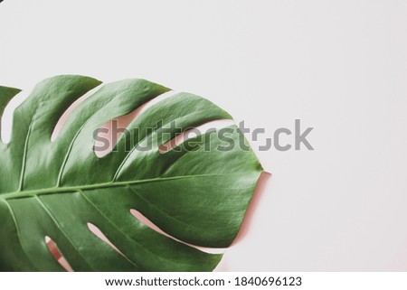 Monstera leaf background. Tropical jungle palm leaves on pastel background. Copy space. summer minimal background flat lay, view from top