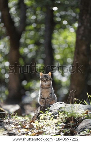 Stray cat portrait shot in the forest