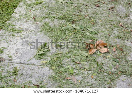 grass leaves on cement floor