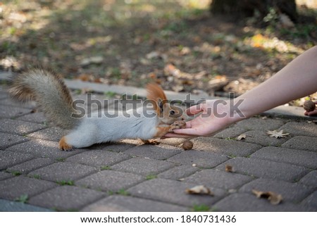 people feed little squirrel in the park in autumn