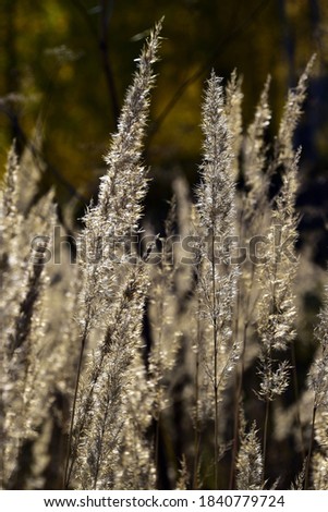 Dry grass stalks in backlight. In the foothills of the Western Urals, golden autumn is in full swing.