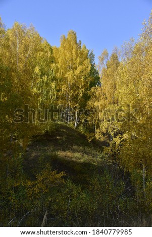 Yellow autumn birches on a white gypsum mountain slope. In the foothills of the Western Urals, golden autumn is in full swing.