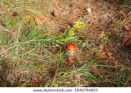 Small red fly agaric on a sunny meadow in the autumn forest. A beautiful poisonous mushroom.