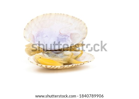 Closed up fresh baby clams, venus shell, shellfish,  short necked clams, as raw food from the sea are the seafood ingredients. 