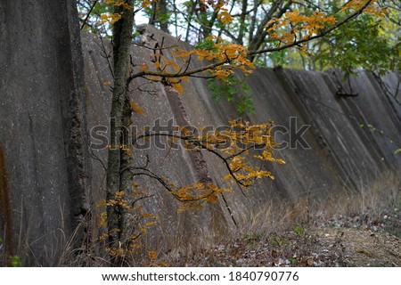 Tree with black bark and bright yellow leaves on the background of a fence in autumn