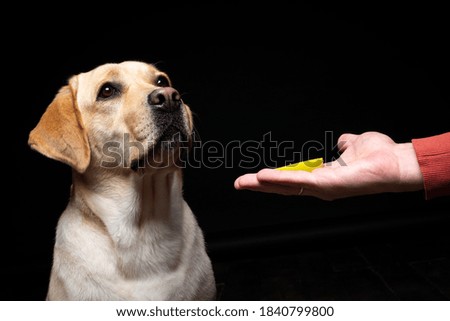 Portrait of a Labrador Retriever dog with a slice of Apple on its nose. He poses against an isolated black background.