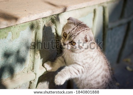 Close image of a beautiful little grey kitten standing next to a wall. Outdoor Autumn picture.