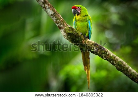 Parrot Great-Green Macaw on tree, Ara ambigua, Wild rare bird in the nature habitat, sitting on the branch in Costa Rica. Wildlife scene in tropic forest. Dark forest with green macaw parrot. Royalty-Free Stock Photo #1840805362