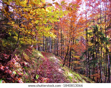 Broadleaf forest in vibrant yellow and red  autumn colors with sunlight shining on the ground in Slovenia