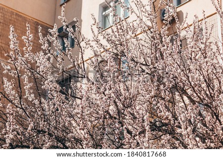 beautiful pictures of flowering trees in spring