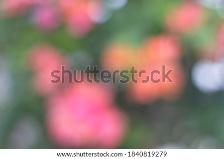 A blurry photo of a bougainvillea in the morning