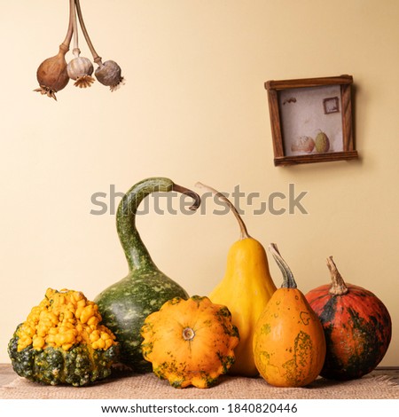 Traditional family photo of Halloween pumpkins