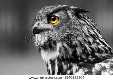 Black and white detail portrait owl. Favorite owl taken from a profile. Owl know as bubo bubo. Monochromatic focus from nature.