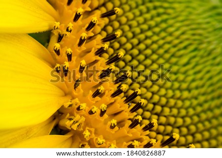 Close-up of Sunflower blooming. Macro photography / textured background. 