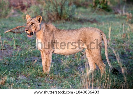 Lion (Panthera leo) in the Ongava Delta , Botswana.