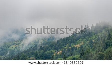 Fog in morning on the mountains. Forest, nature.