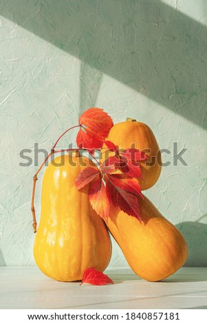 Three orange pumpkins and red grape leaves stand upright on a mint background. Minimalistic creative composition of pumpkins in soft natural light with shadows. The layout of the greeting card.