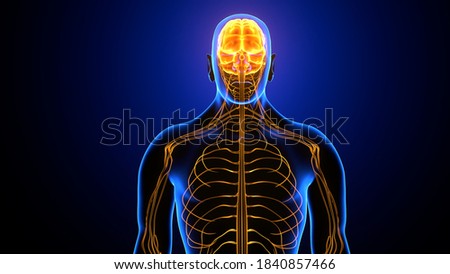 3d illustration of organ of human nervous system brain anatomy
