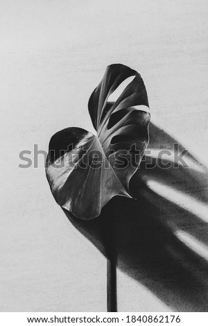 large green leaf tropical monstera plant with shadow on a gray background, black and white photo Royalty-Free Stock Photo #1840862176