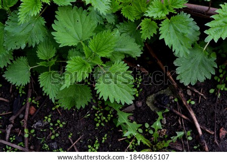 Nettle. Urtica dioica. Beautiful herbal abstract background of nature. Summer landscape. Green burning plant. Treatment plant. Traditional medicine. Summer flower