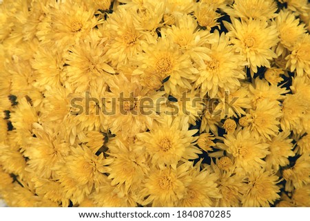 Chrysanthemum flower with leaves pattern colorful floral background as card. Close up yellow chrysanthemum plants bloom in flower farm shop. Autumn decorations