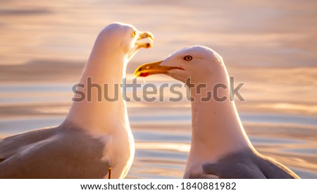 Herring gulls admiring the rising sun in the Finnish archipelago. Royalty-Free Stock Photo #1840881982