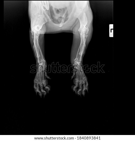 x-ray  forelimb and digits 8 year old chihuahua :front view