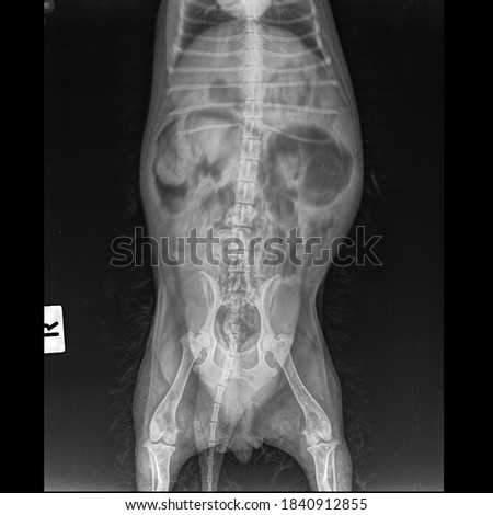 x-ray pelvic 9 year old chihuahua dog with constipation :front view