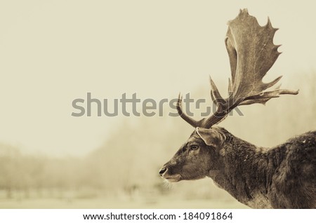 Antler thoughts