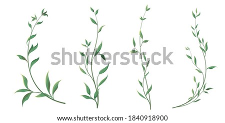 Elegant thin twigs of plants. Green curly leaves. Leaves and twigs on a white background. Royalty-Free Stock Photo #1840918900
