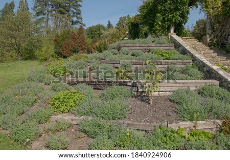 Terraced Flower Beds Planted with Catmint (Nepeta), Geraniums and a Young Magnolia Tree in a Country Cottage Garden in Rural West Sussex, England, UK