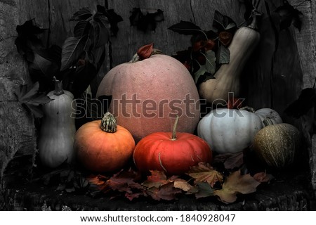 Fresh colored pumpkins group on a wooden dark vintage table.Toned vintage image.Thanksgiving and halloween holiday concept.