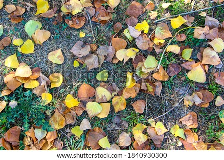 Fallen yellow leaves on the ground, background texture