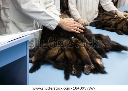 Piles of expensive brown mink and sable fur skins in the hands of the buyer at auction exhibition Royalty-Free Stock Photo #1840939969