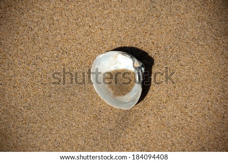 a shell on the beach waiting for tide