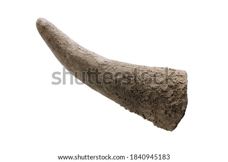 Rhinoceros / Rhino horn close-up isolated on a white background Royalty-Free Stock Photo #1840945183