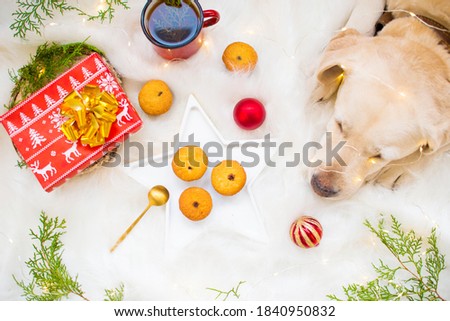 New Year's comfort, gift, labrador dog, mug and cupcakes, christmas garland, flat lay