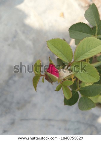 A close pic of natural growth of the rose plant. 