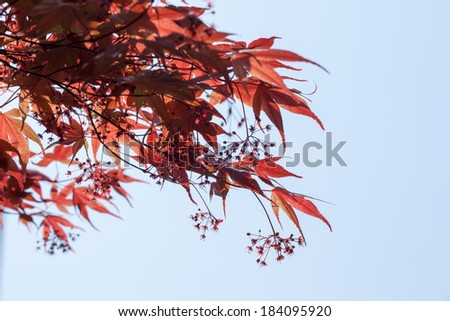 Red maple leaves against the blue sky