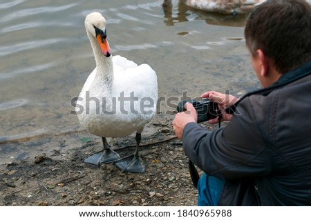 man takes pictures of swans