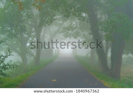 Fog in the early morning on a cycle path, in the background a bridge, large oaktrees at the edge of the road