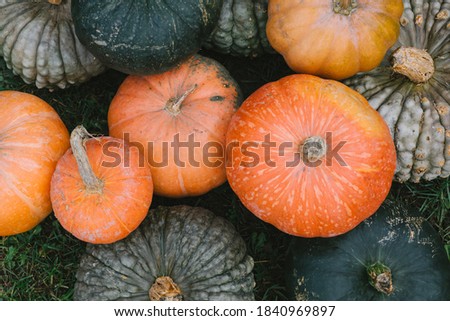 Beautiful pumpkins, texture. Collection of colorful pumpkins in the garden