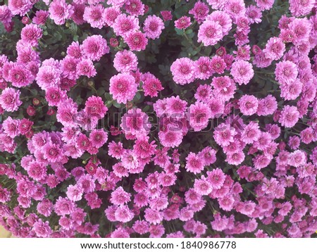 Pink chrisantems in autumn blossom