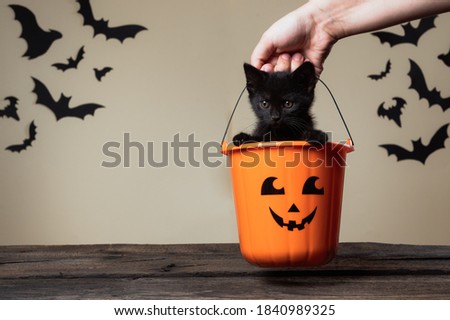 Writeable Halloween consept. A hand holding an adorable black kitten sitting in halloween trick or treat bucket on palomino background with black bats.